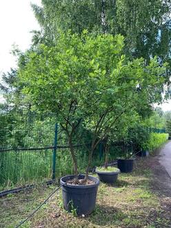Бересклет европейский Эвонимус (Euonymus) Зонт