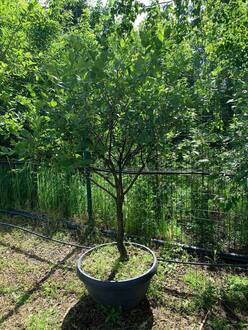 Бересклет европейский Эвонимус (Euonymus) Зонт