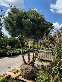 Сосна обыкновенная Ватерери (Watereri) Зонт