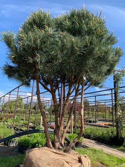 Сосна обыкновенная Ватерери (Watereri) Зонт