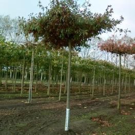 Дуб болотный "Quercusu palustris" Зонт