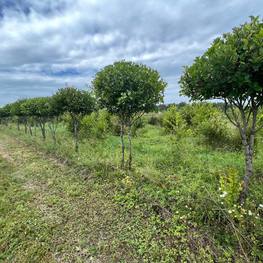 Боярышник сливолистный Зонт