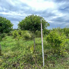 Боярышник сливолистный Зонт