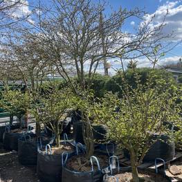 Боярышник сливолистный Зонт