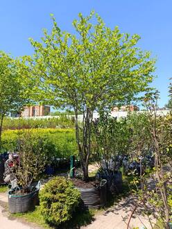 Боярышник сливолистный Зонт