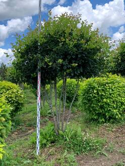 Боярышник сливолистный Зонт