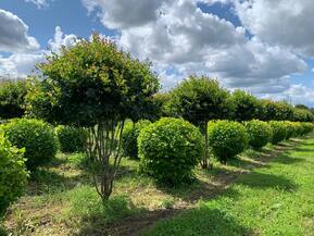 Боярышник сливолистный Зонт