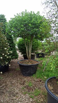 Боярышник сливолистный Зонт