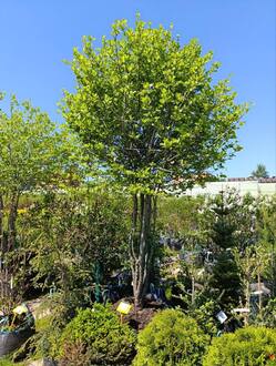 Боярышник сливолистный Зонт