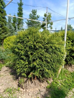 Туя западная Смарагд (Smaragd) Шар