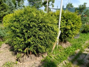 Туя западная Смарагд (Smaragd) Шар