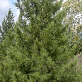 Кедр сибирский "Pinus sibirica" крупномер