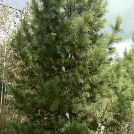 Кедр сибирский Пинус сибирика (Pinus sibirica) крупномер