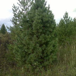 Кедр сибирский Пинус сибирика (Pinus sibirica) крупномер