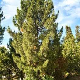 Кедр сибирский Пинус сибирика (Pinus sibirica) крупномер