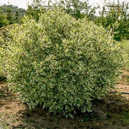 Дерен белый Элегантиссима (Elegantissima) Шар