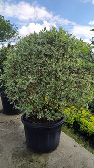 Дерен белый Элегантиссима (Elegantissima) Шар