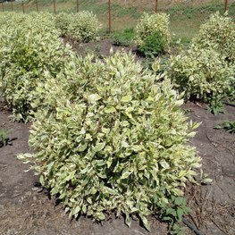 Дерен белый Элегантиссима (Elegantissima) Шар