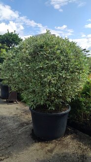 Дерен белый Элегантиссима (Elegantissima) Шар