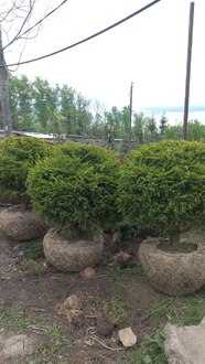 Ель обыкновенная Пицея абиес (Picea abies) Шар