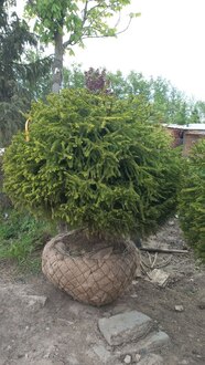 Ель обыкновенная Пицея абиес (Picea abies) Шар