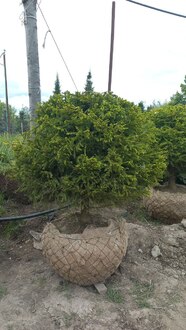 Ель обыкновенная Пицея абиес (Picea abies) Шар