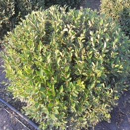 Кизильник блестящий Котонеастер люцидус (Cotoneaster lucidus) Шар