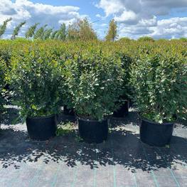Кизильник блестящий "Cotoneaster lucidus" Шар