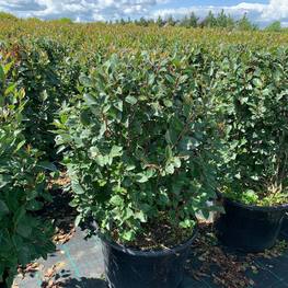 Кизильник блестящий Котонеастер люцидус (Cotoneaster lucidus) Шар