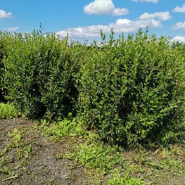 Кизильник блестящий Котонеастер люцидус (Cotoneaster lucidus) Шар