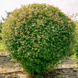 Клен Гиннала шар (Acer ginnala)