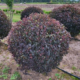 Пузыреплодник калинол. Ред Барон (Red Baron) Шар