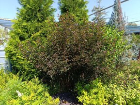 Пузыреплодник калинол. Ред Барон (Red Baron) Шар