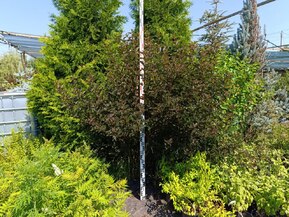 Пузыреплодник калинол. Ред Барон (Red Baron) Шар