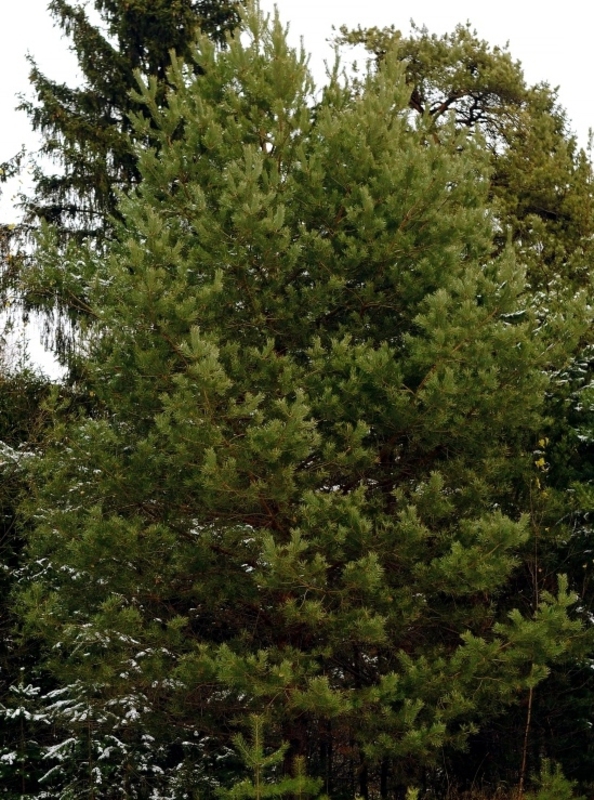 Сосна обыкновенная 'Pinus sylvestris'