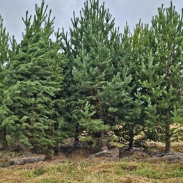Сосна обыкновенная Пинус сильвестрис (Pinus sylvestris) крупномер