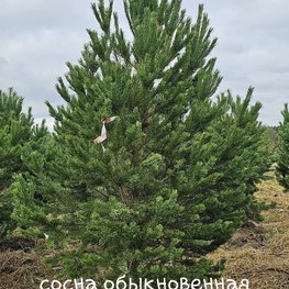 Сосна обыкновенная Пинус сильвестрис (Pinus sylvestris) крупномер