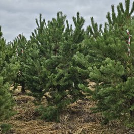 Сосна обыкновенная Пинус сильвестрис (Pinus sylvestris) крупномер