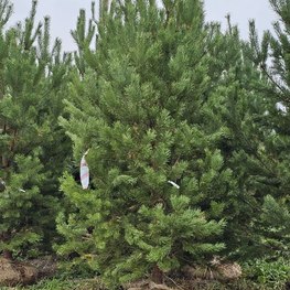 Сосна обыкновенная Пинус сильвестрис (Pinus sylvestris) крупномер