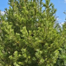Сосна обыкновенная Пинус сильвестрис (Pinus sylvestris) крупномер