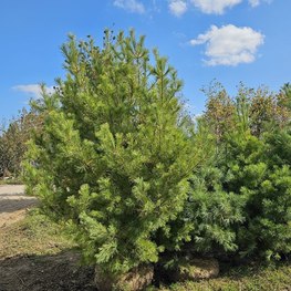 Сосна обыкновенная (Pinus sylvestris) крупномер