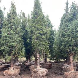 Сосна обыкновенная Пинус сильвестрис (Pinus sylvestris) крупномер