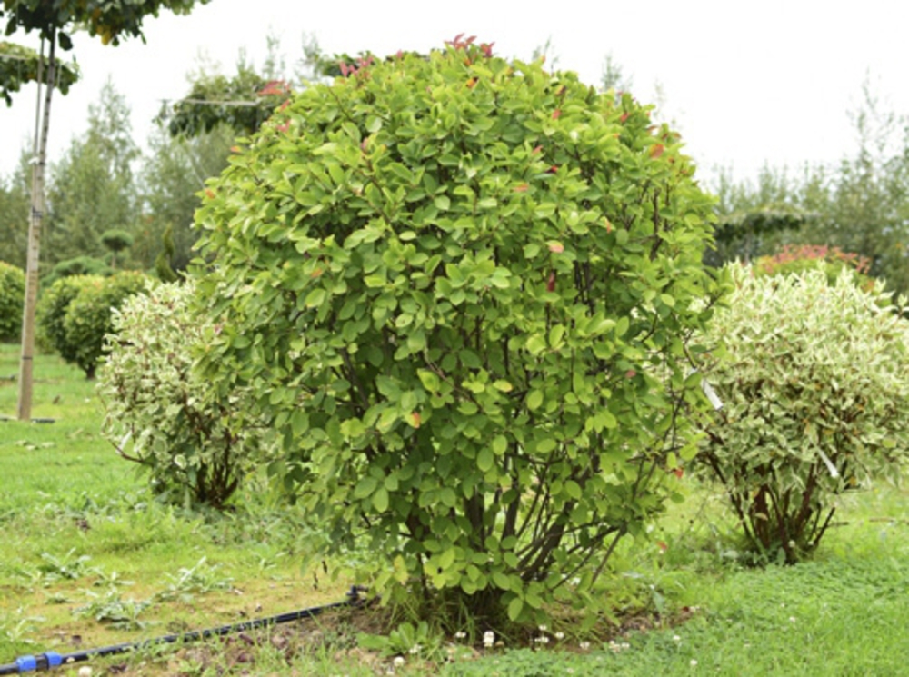 Ирга канадская Амеланхиер (Amelanchier) Шар