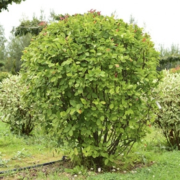 Ирга канадская Амеланхиер (Amelanchier) Шар