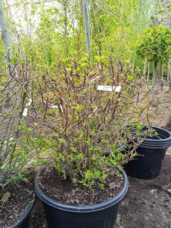 Яблоня Зибольда (Sieboldii) Шар