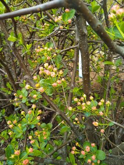 Яблоня Зибольда (Sieboldii) Шар