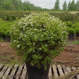 Топиарий Спирея серая Грефшейм Шар (Grefsheim)