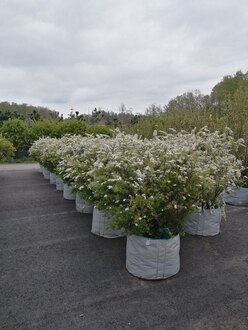 Топиарий Спирея серая Грефшейм Шар (Grefsheim)