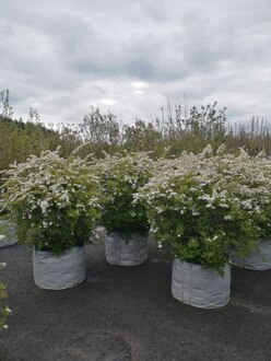 Топиарий Спирея серая Грефшейм Шар (Grefsheim)