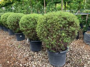 Топиарий Спирея серая Грефшейм Шар (Grefsheim)